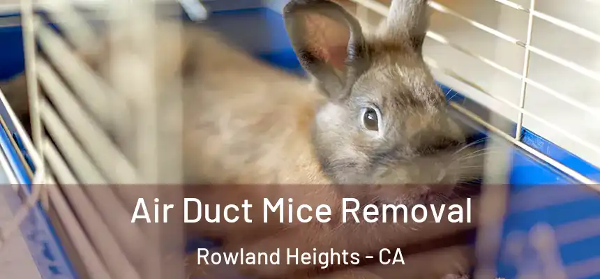  Air Duct Mice Removal Rowland Heights - CA